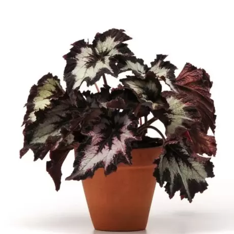 Begonia REX - Assortmen la Ghiveci
