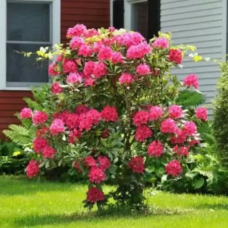 Rhododendron Pearces American Beauty la Ghiveci