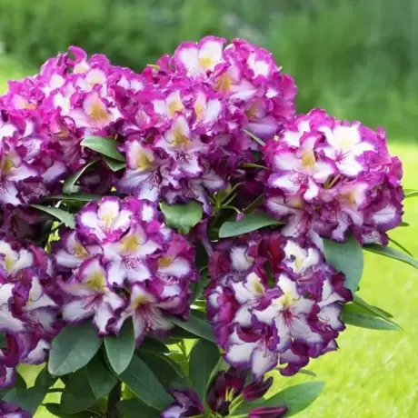 Rhododendron Pushy Purple la Ghiveci