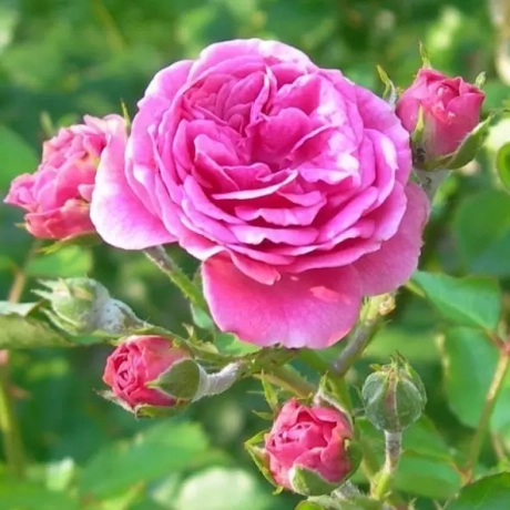Trandafir de Dulceata Rosa Damascena – Anul 3 – Radacina Impachetata