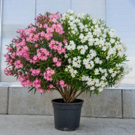 Leandru Tufa Bicolor Parfumat - Roz Si Alb