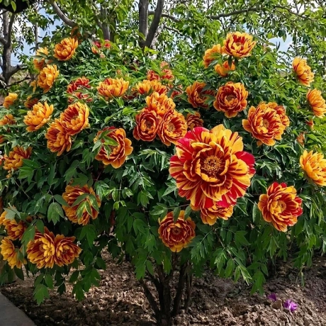 Bujor Arbustiv - Rubra Spira