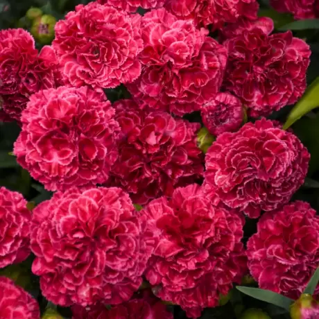 Garofițe Duble Parfumate - Raspberry Ruffles la Ghiveci