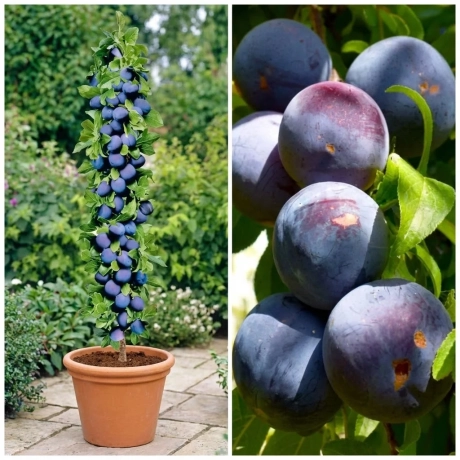 Pom Fructifer - Prun Columnar Sonic Lady la Ghiveci