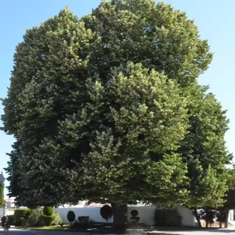 Tei Argintiu - Tilia Tomentosa cu Radacina Impachetata