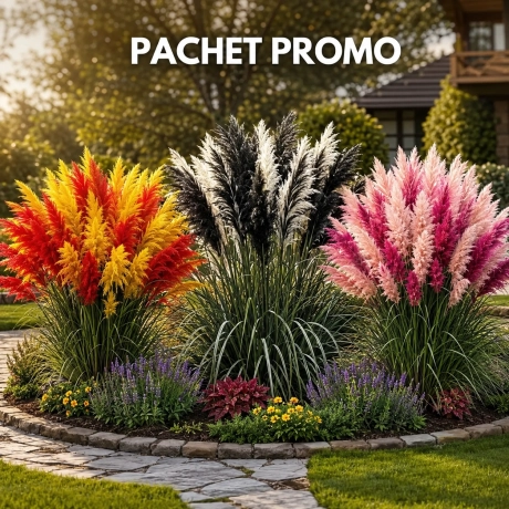 Pachet PROMO Iarba De Pampas - 3 Bucati
