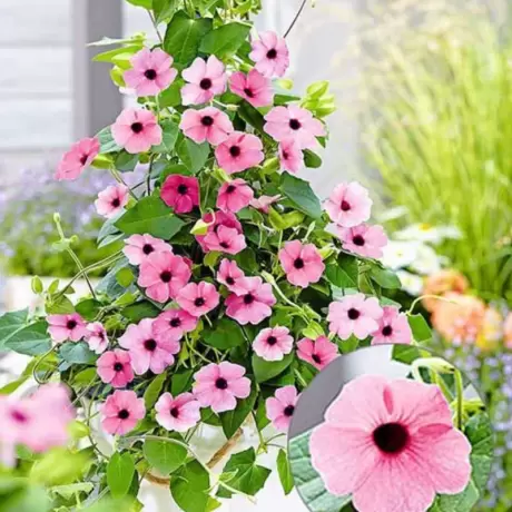 Thunbergia Alata - Pink la Ghiveci