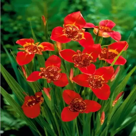 Bulbi de Tigridia Pavonia Red