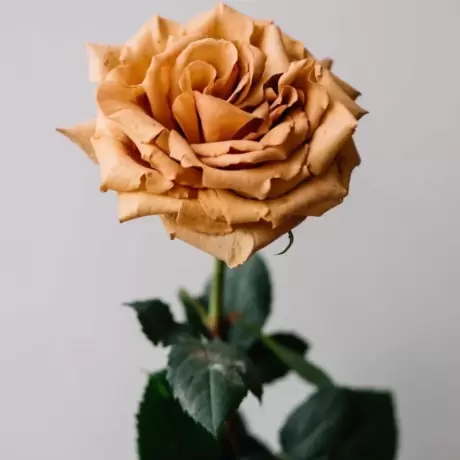 Trandafir Catarator Maro - Toffe - Anul 4 la Ghiveci