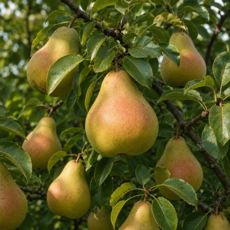 Pom fructifer - Par Decana Comisiei - Perioada Coacere Tarzie