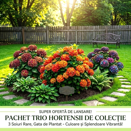 Pachet Trio Hortensii - Lichidare Stoc