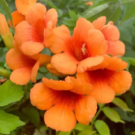 Campsis - Pipa Turcului - Radicans la Ghiveci