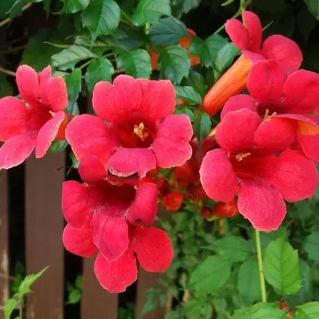 Campsis - Pipa Turcului - Flamenco la Ghiveci