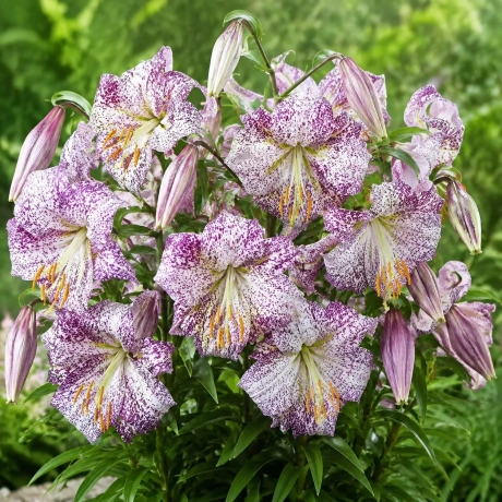 Bulbi de Crin Lankon