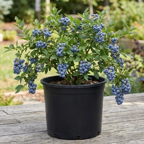 Arbust Fructifer - Afin Blue Gold - Tufa