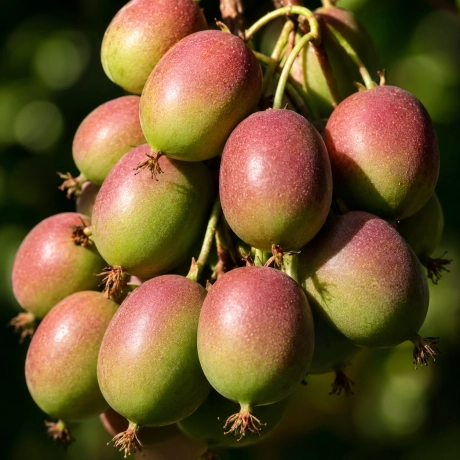 Kiwi Pom Fructifer Geneva - la Ghiveci