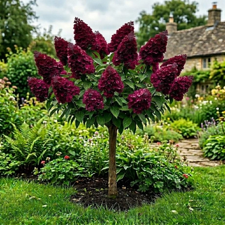 Hortensia Copacel - Velvet