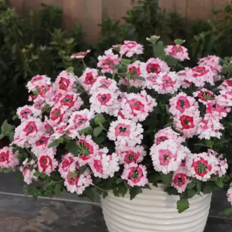 Verbena Hurricane - Alb - Roz la Ghiveci