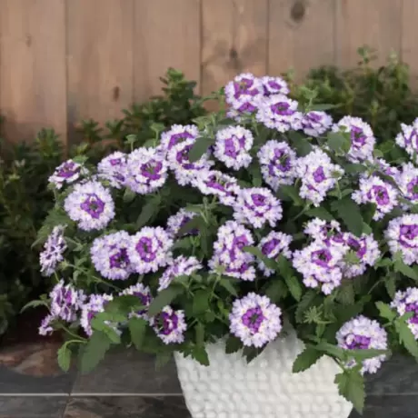 Verbena Hurricane – Alb- Mov la Ghiveci
