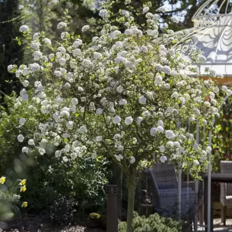 Calin - Viburnum Burkwodii la Ghiveci