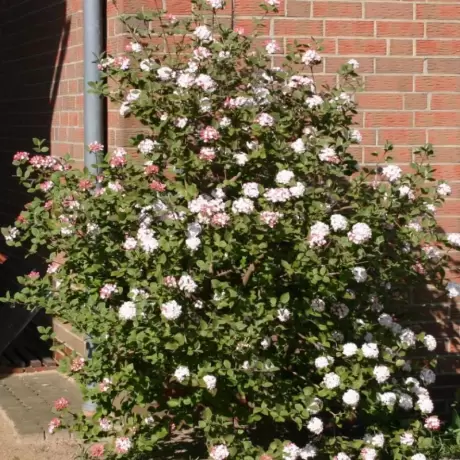 Calin - Viburnum Carlessi Aurora la Ghiveci