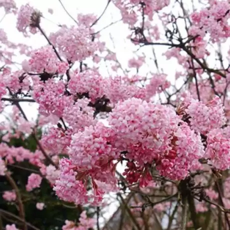 Calin - Viburnum Charles Lamont la Ghiveci