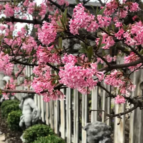 Calin - Viburnum Charles Lamont la Ghiveci