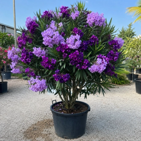 Leandru Tufa Parfumat - Amethystina Regalis