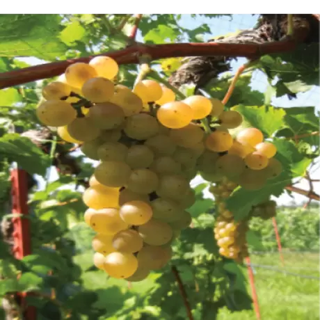 Vita de vie Refren la Ghiveci