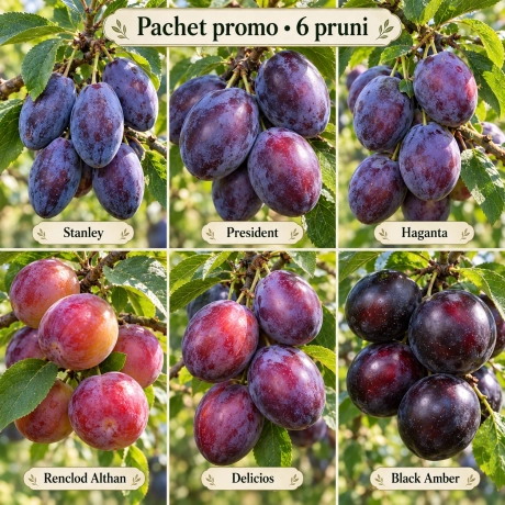 Pachet Promo - 6 Pruni Columnari Premium