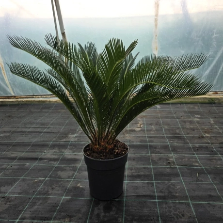 Cycas la Ghiveci