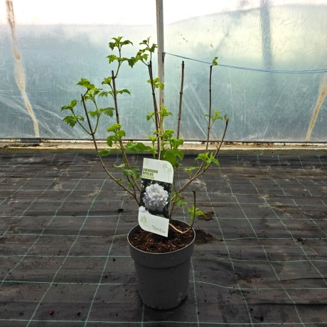 Calin - Viburnum Charles Lamont la Ghiveci