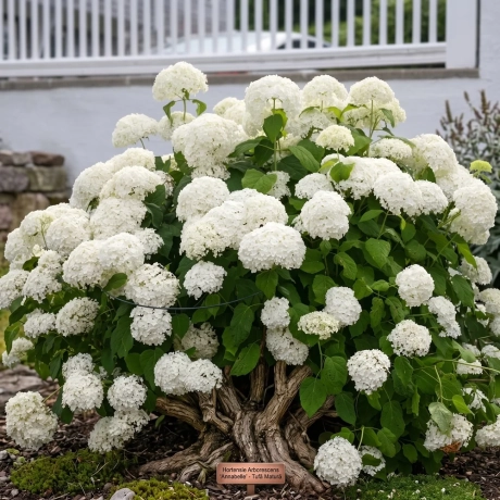 Hortensia Machrophylla White la Ghiveci