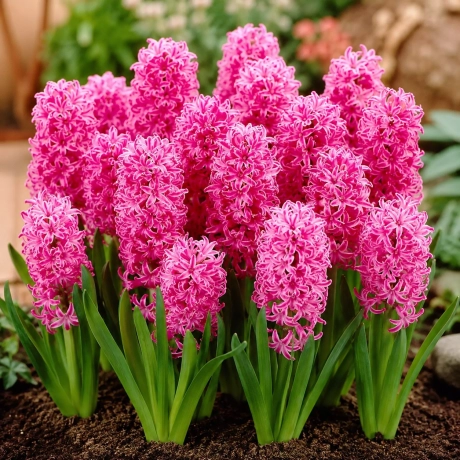 Bulbi de Zambile Pink Pearl