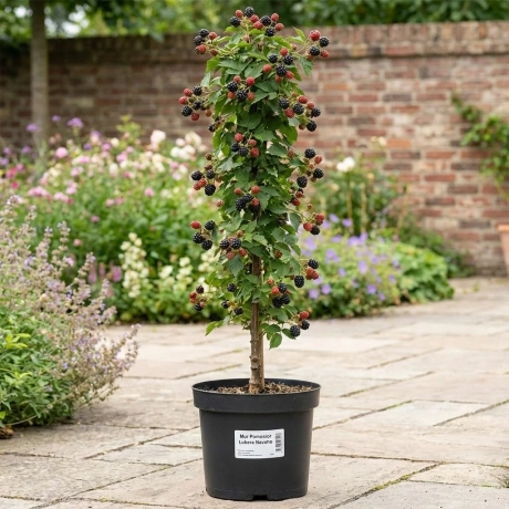 Arbust Fructifer - Mur Pomosior Lubera Navaho la Ghiveci