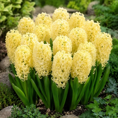 Bulbi de Zambile Yellow Queen