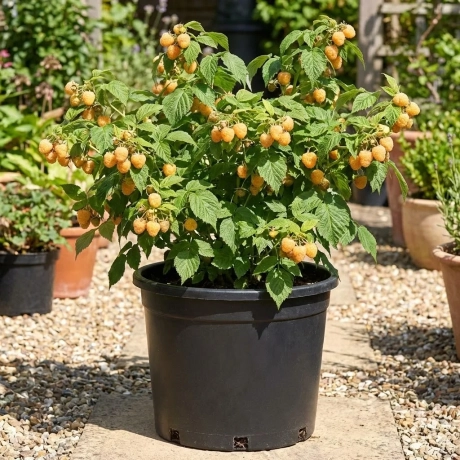 Arbust Fructifer - Zmeur Galben Tufa la Ghiveci