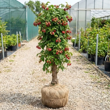 Arbust fructifer - Zmeur Pomisor Anul 3 - Rosu cu Radacina Impachetata