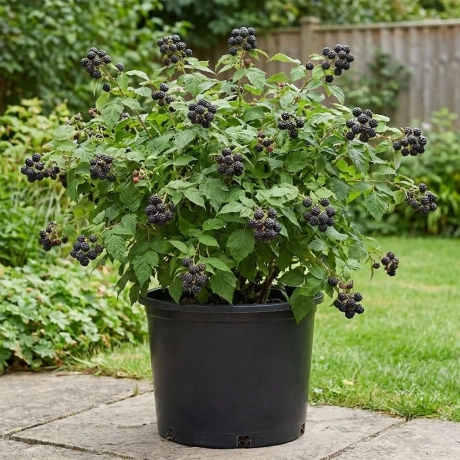Arbust Fructifer - Zmeur Negru Tufa la Ghiveci
