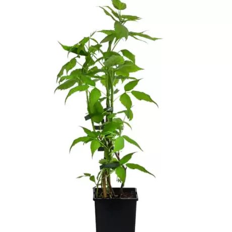 Arbust Fructifer - Zmeur Pomisor Negru la Ghiveci