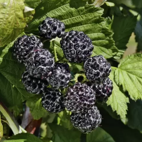 Arbust Fructifer - Zmeur Pomisor Negru la Ghiveci