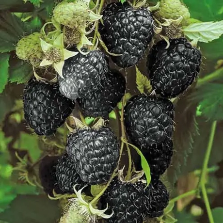 Arbusti Fructiferi - Zmeur Negru Tufa - Cu Radacina Impachetata