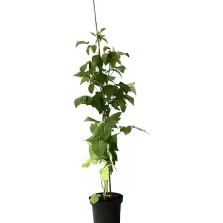 Arbust Fructifer - Zmeur Pomisor Rosu la Ghiveci