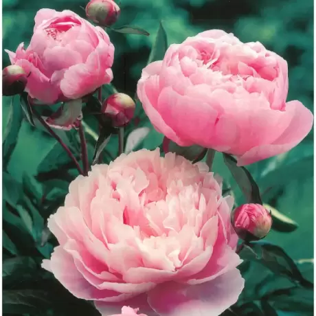 Pasiune pentru natura